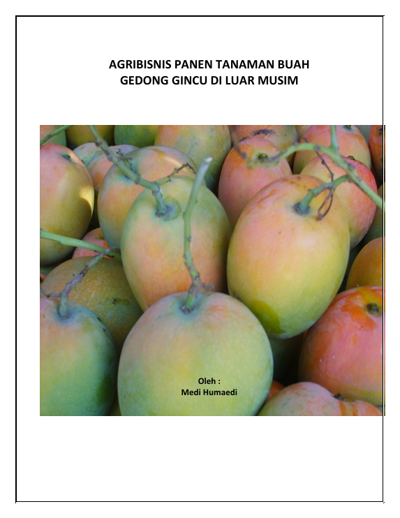 AGRIBISNIS PANEN TANAMAN BUAH   GEDONG GINCU DI LUAR MUSIM